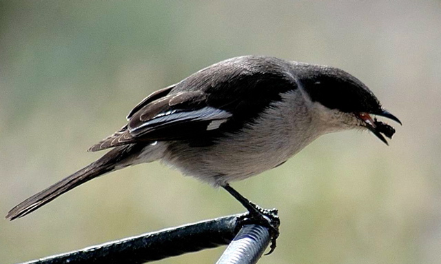 Fiscal Flycatcher