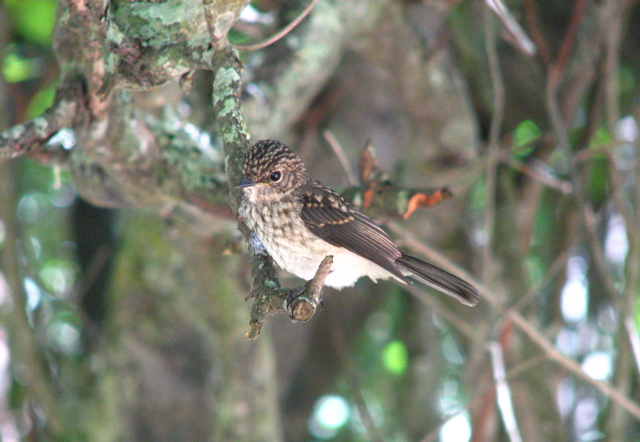  African Dusky Flycatcher juv. 