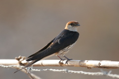 Greater Striped Swallow