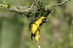 Swartkeelgeelvink 008
