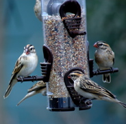 Pin-Tailed Whydah females
