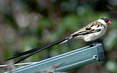 Pin-Tailed Whydah