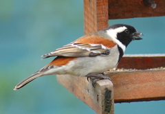 Cape Sparrow