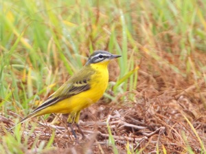 Yellow Wagtail
