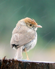 Neddicky in the rain