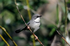 Bar-throated Apalis