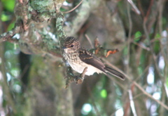  African Dusky Flycatcher juv. 