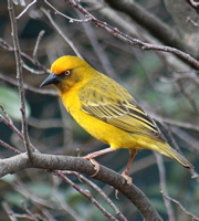 Cape Weaver