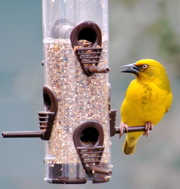 Cape Weaver