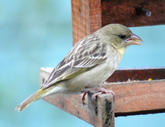 Southern Masked-Weaver female