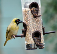 Southern Masked-Weaver