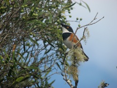 Cape Batis
