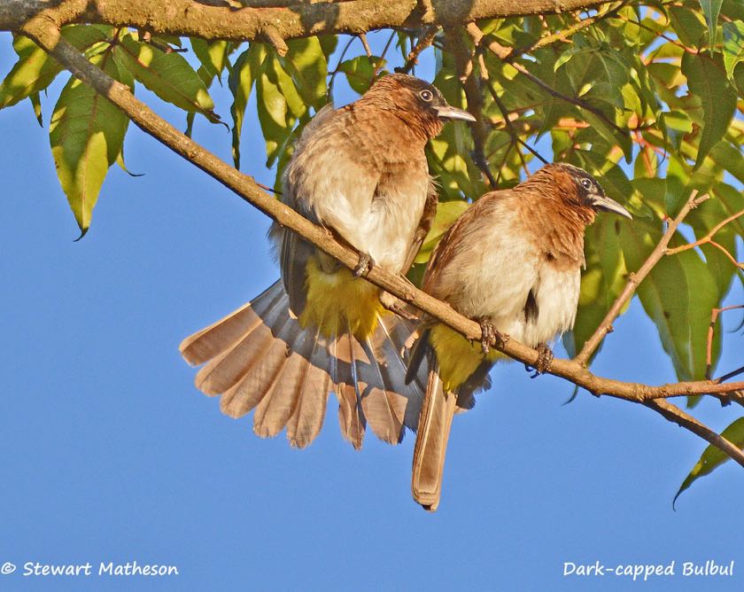 Dark-capped Bulbul