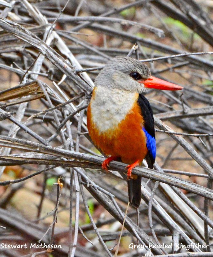 Grey-headed Kingfisher