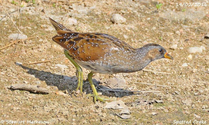 Spotted Crake