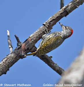 Golden-tailed Woodpecker