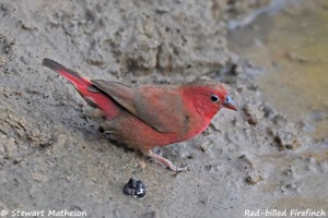 Red-billed Firefinch