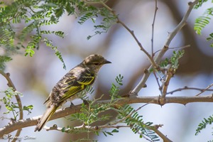 Black Cuckooshrike