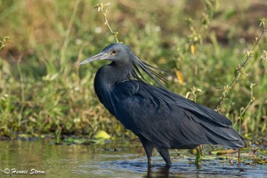 Black Heron