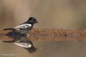 Southern Black Tit
