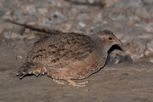 Hartlaub's Spurfowl