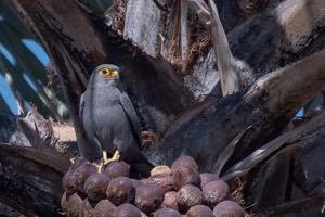 Grey Kestrel - Donkergrysvalk