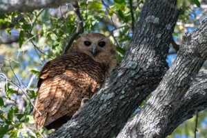  Pel�s Fishing Owl