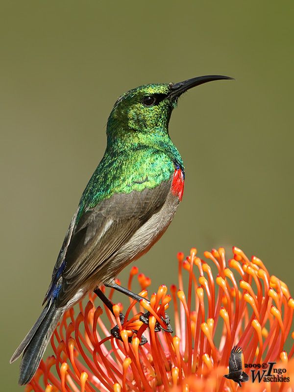 Southern Double-collared Sunbird
