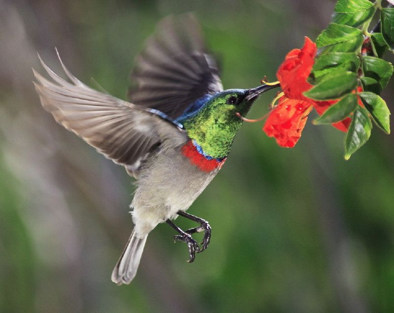 Southern Double-collared Sunbird
