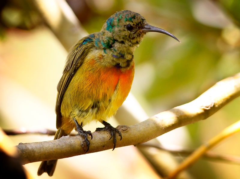 Orange-breasted Sunbird juv.