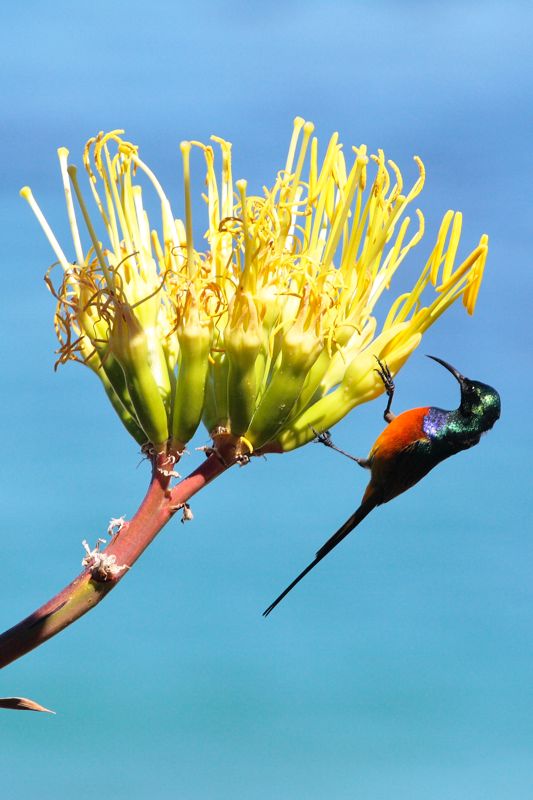 Orange-breasted Sunbird