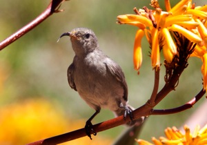 Southern Double-collared Sunbird