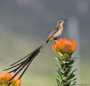 Cape Sugarbird posing on Leucospermum