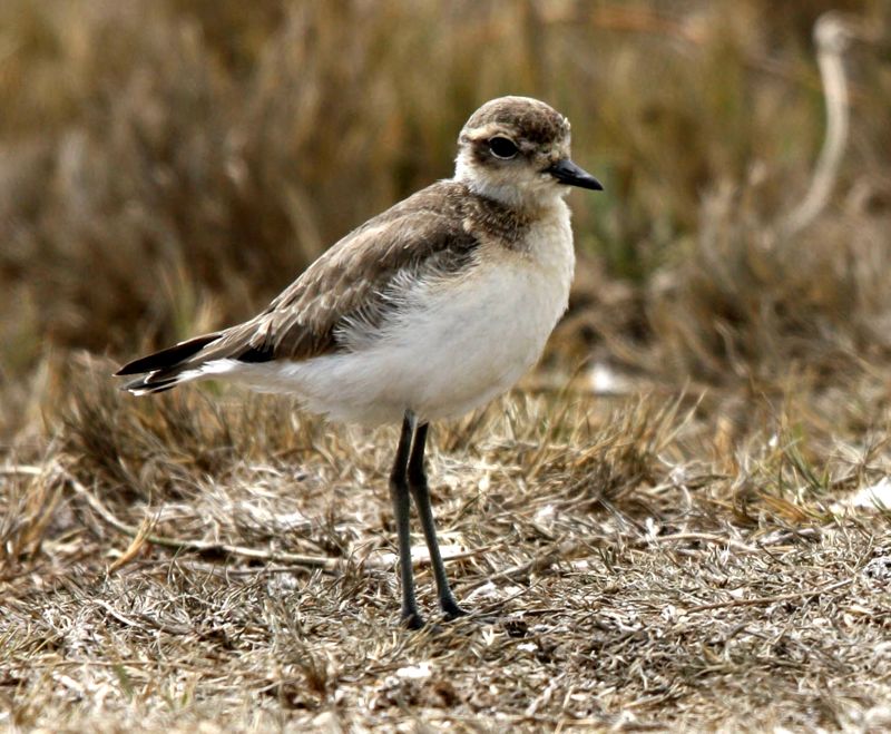 Kittlitz's Plover non-breeding