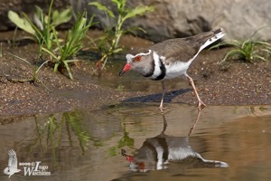 Three-banded Plover