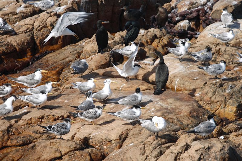 Swift Tern