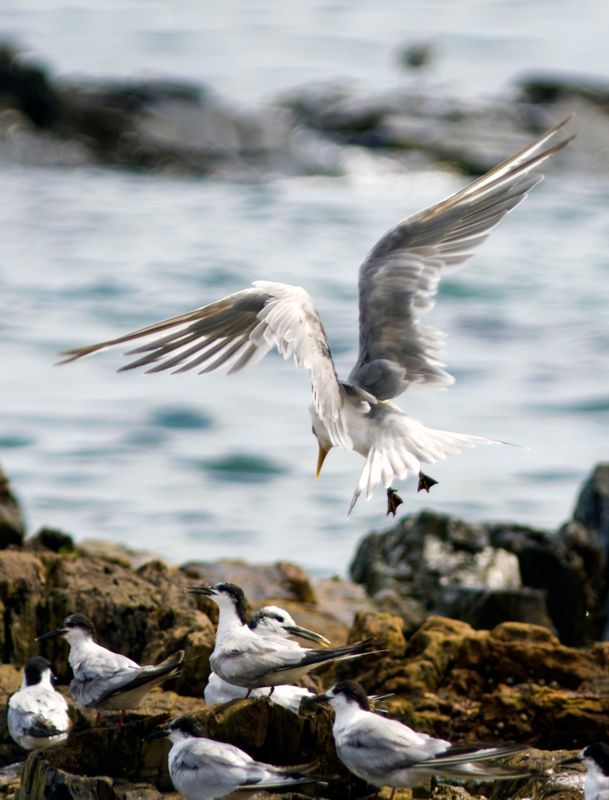 Swift Tern joining a group of Sandwich Terns