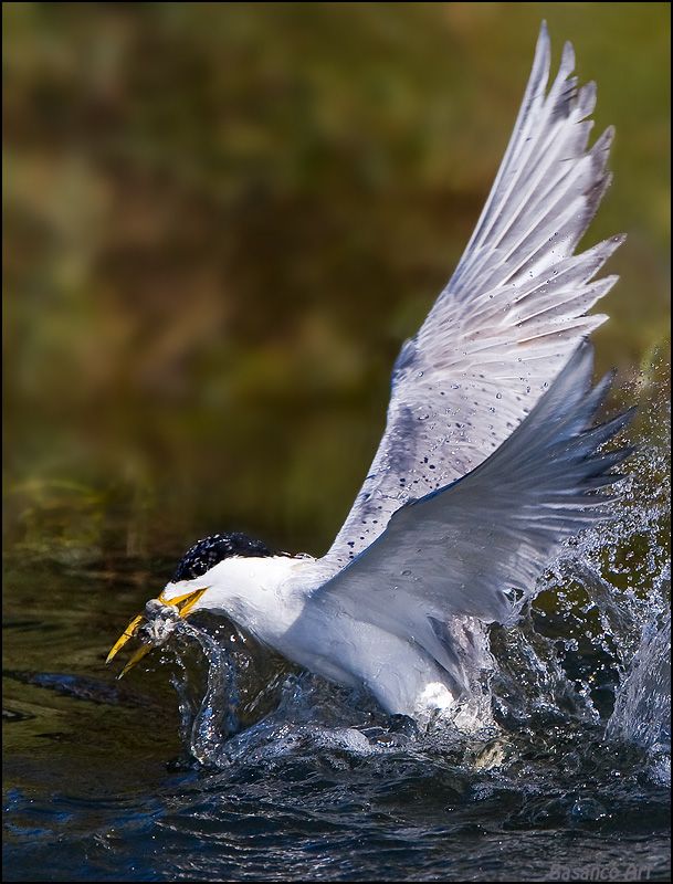 Swift Tern