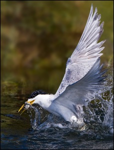 Swift Tern