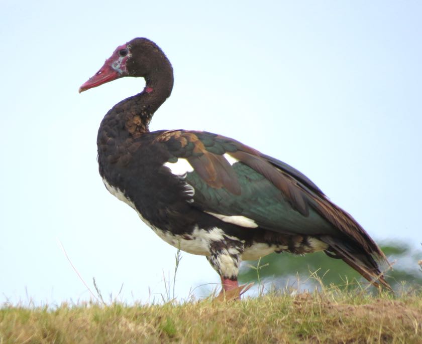 Spur-winged Goose