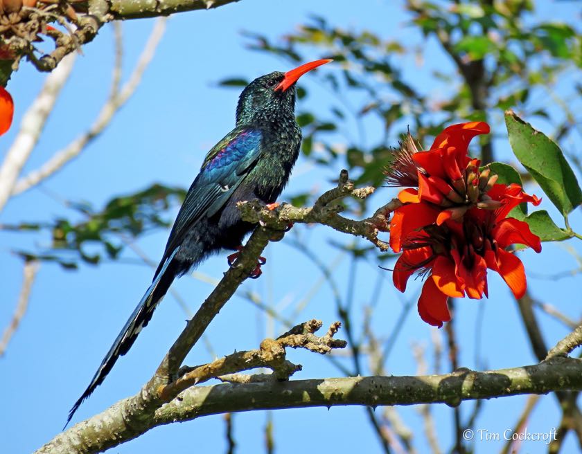 Green Wood Hoopoe