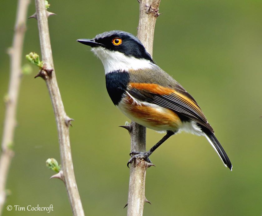 Cape Batis