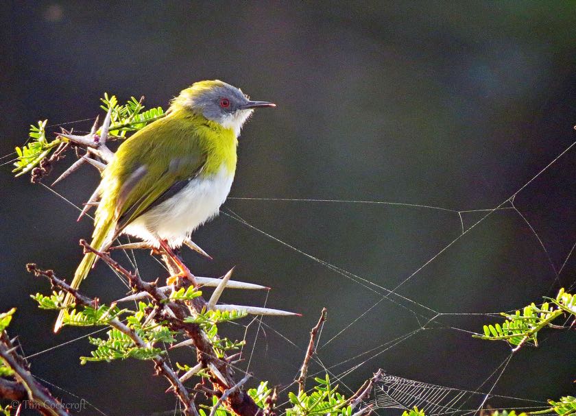 Yellow-breasted Apalis