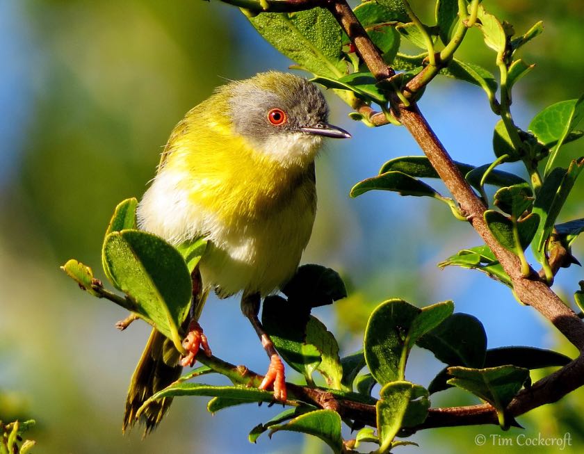 Yellow-breasted Apalis