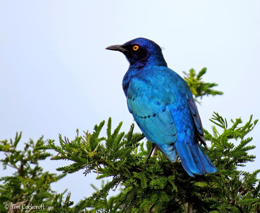 Cape Starling