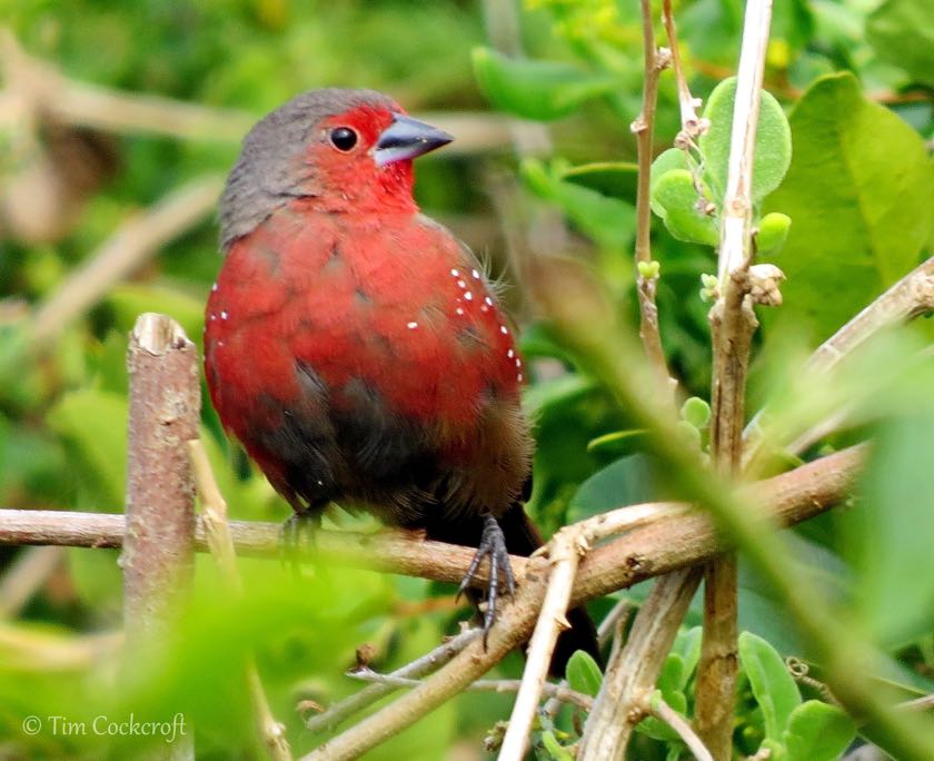 African Firefinch