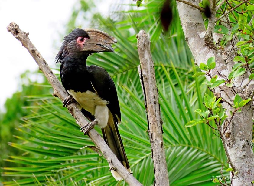 Trumpeter Hornbill