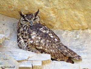 Cape Eagle-Owl