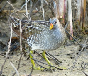 Spotted Crake