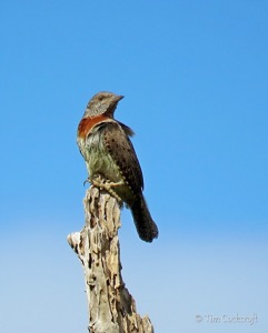 Red-throated Wryneck